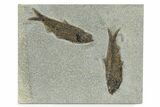 Two Large Knightia Fossil Fish - Bottom Cap Layer #251860-1